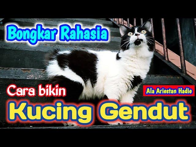 BONGKAR RAHASIACARA BIKIN KUCING GEMBUL,BEBAS CACING, DAN MENCRET [] ALA ARIESTAN HADIE