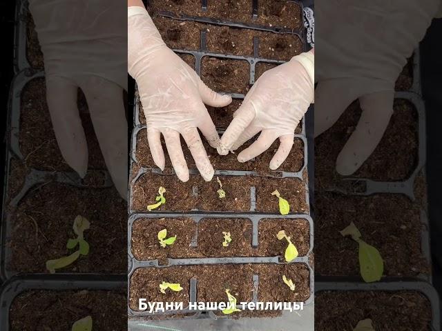 Реанимируем матиоллу#рассада #гортензия #петуния #рассадацветов #теплица #теплицы