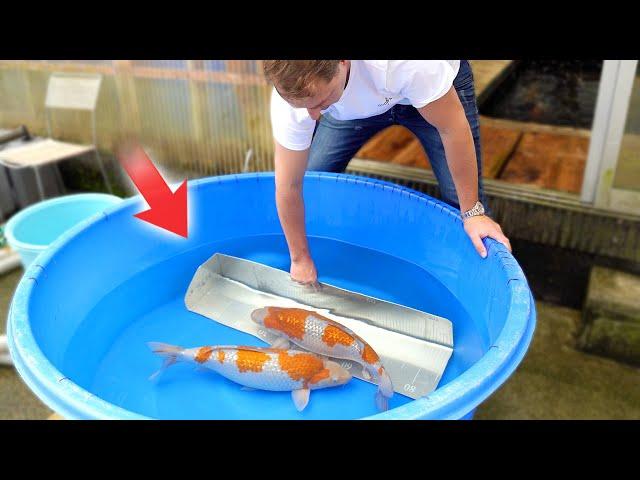 Full day of Buying Koi in Japan!