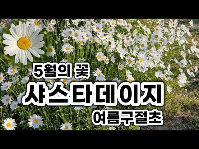 샤스타데이지 가 길가에 무성하게 피어있어요. 심어만 놓으면 무한번식 합니다. #샤스타데이지 #여름구절초 #무한번식 #정원가꾸기