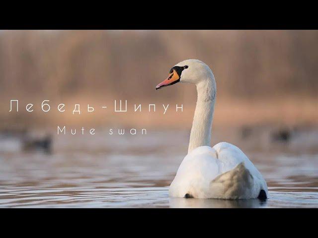 Лебедь-Шипун (Птицы Англии) / Mute Swan (Birds of England) / Выведение Птенцов