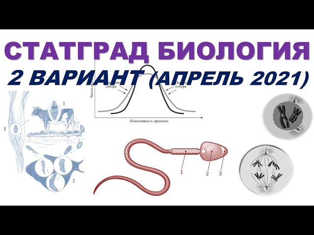 СТАТГРАД БИОЛОГИЯ | 2 вариант | Апрель 2021