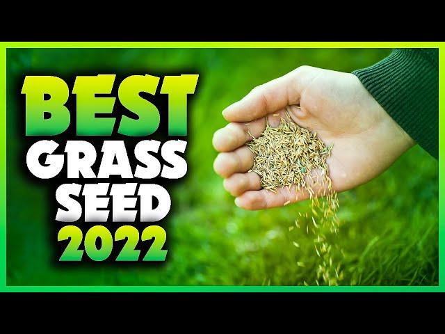 Top 5 Best Grass Seed For Overseeding You can Buy Right Now [2023]