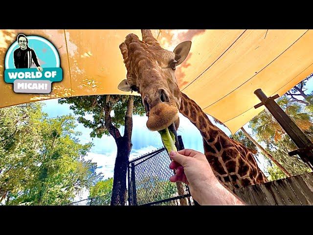 CENTRAL FLORIDA ZOO & Botanical Gardens | Sanford Florida | Feeding a Giraffe and More 4K