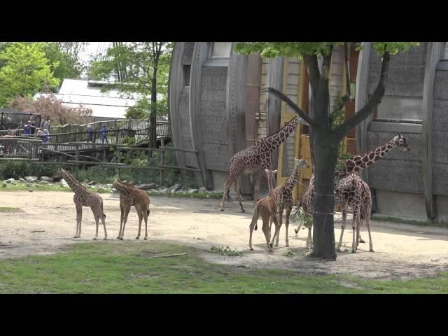 Diergaarde Blijdorp  Rotterdam Zoo