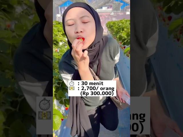 STROBERI DI JEPANG SEGEDE BUAH SALAK??  #jepang