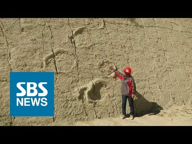 가파른 절벽에 찍힌 공룡 발자국 / SBS