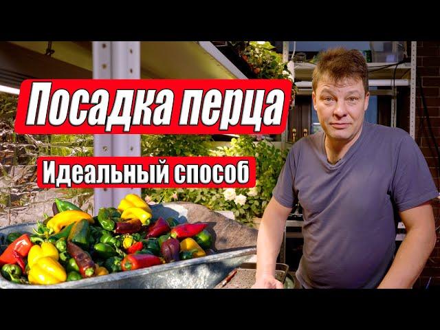 Выращиваю перец теперь только так! Крепкие всходы залог урожая перца