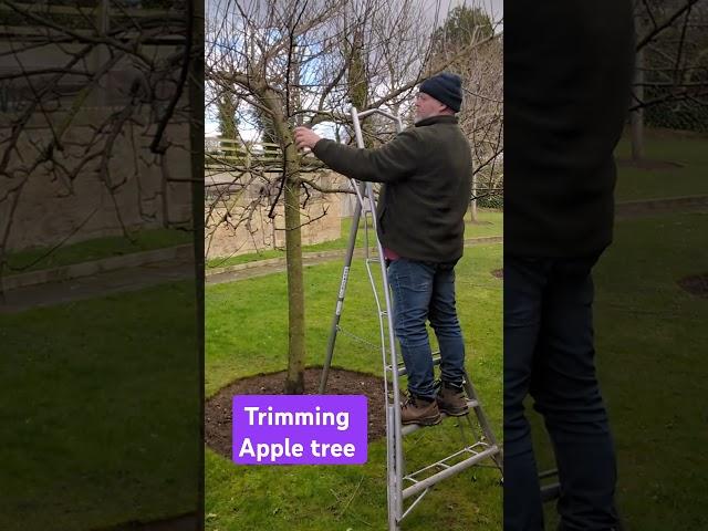 Apple tree trimming today.