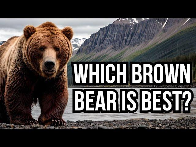 All 15 Extant Subspecies Of Brown Bear - Which Bear Is Best?