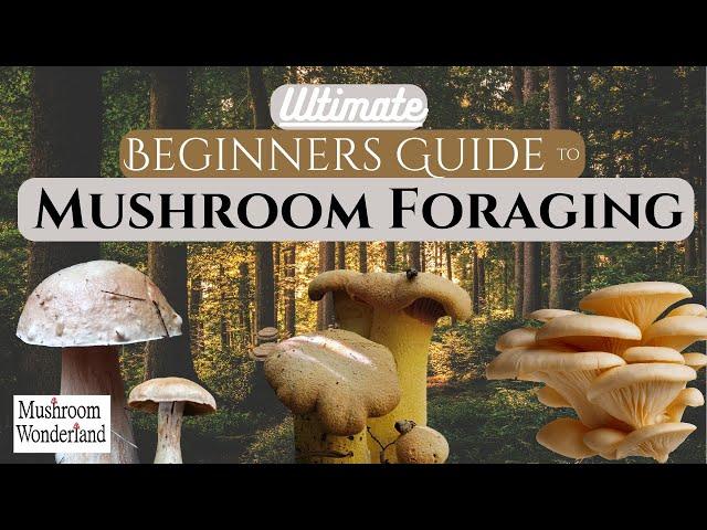 Beginners Guide to Wild Mushroom Foraging - 2024