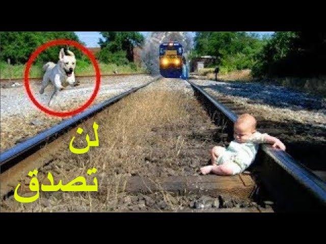 10 حيوانات أنقذت حياة أصحابها بشكل لا يصدق ! الجزا التاني