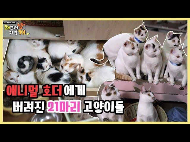 원룸에 유기된 21마리의 고양이들