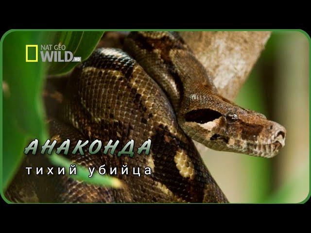 Анаконда. Тихий убийца. Природа нашей планеты. Документальные фильмы National geographic. UHD.