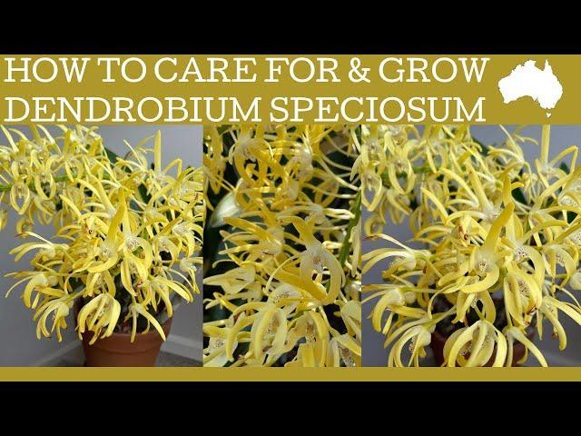 How to care for Dendrobium speciosum; the amazing native Australian orchid.