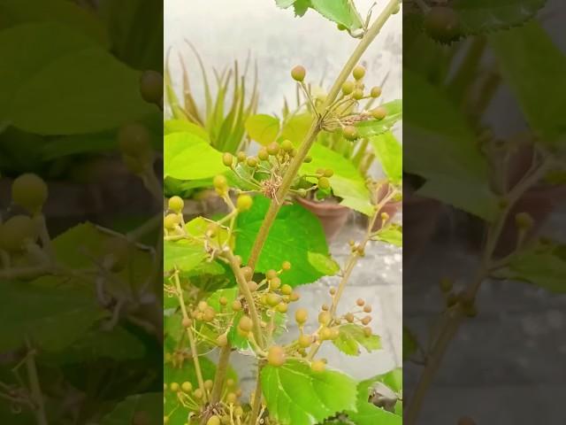 Falsa plant growth at my terrace garden/rooftop garden #shorts #viralshort #organic #terracegarden