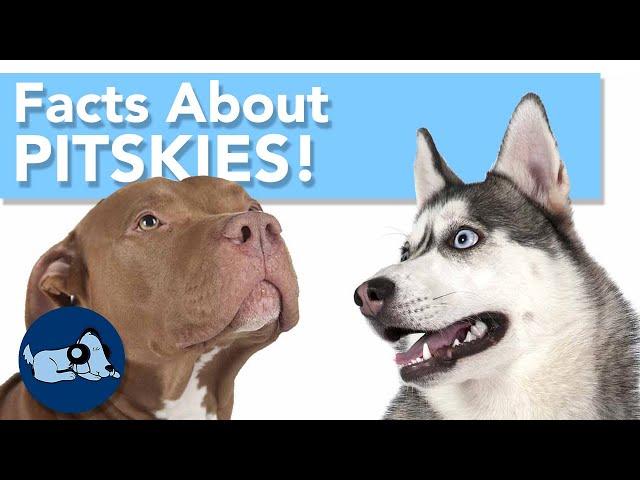 Facts About Pitskies!