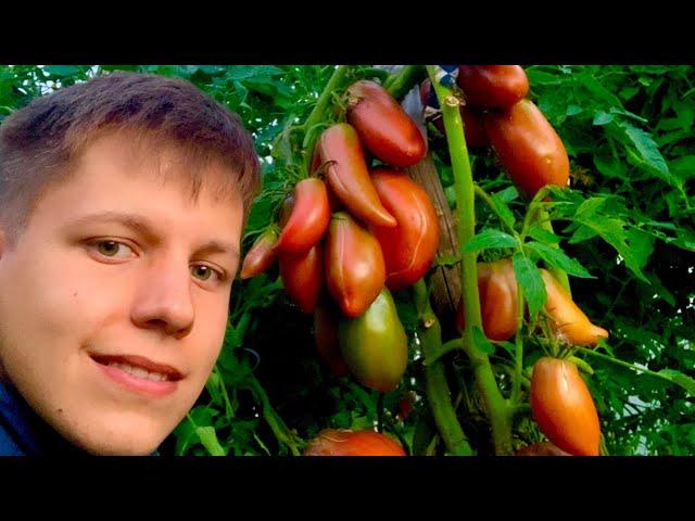 Видео- урок с Борисом Сониным: «Хранение томатов»