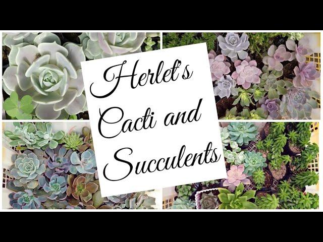 Herlet's Cacti and Succulents