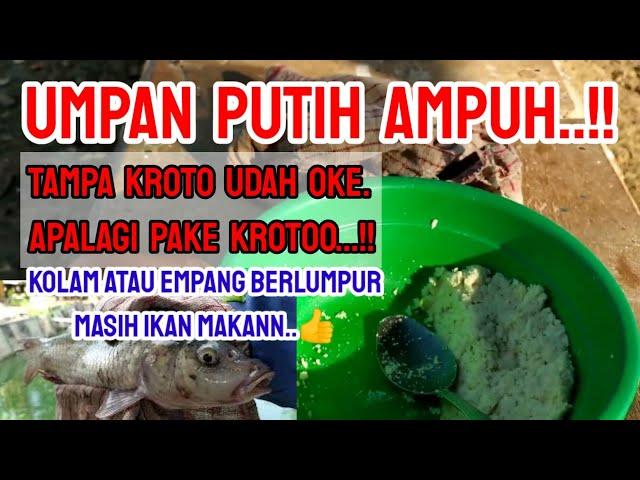 Ternyata...umpan putih ikan mas memang ampuh...!!kolam berlumpur ikan mas masih makan umpan inii..!!