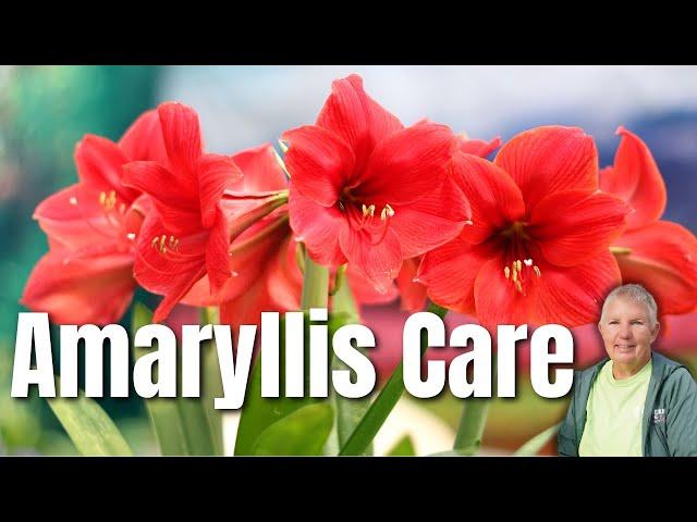 Your Complete Guide to Amaryllis Care