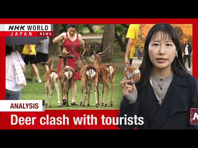 Nara's famed deer clash with touristsーNHK WORLD-JAPAN NEWS