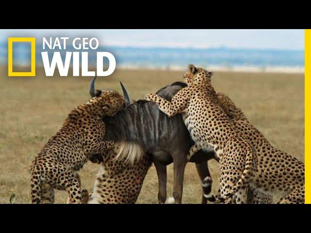 Cheetahs Takedown a Wildebeest | The Way of the Cheetah