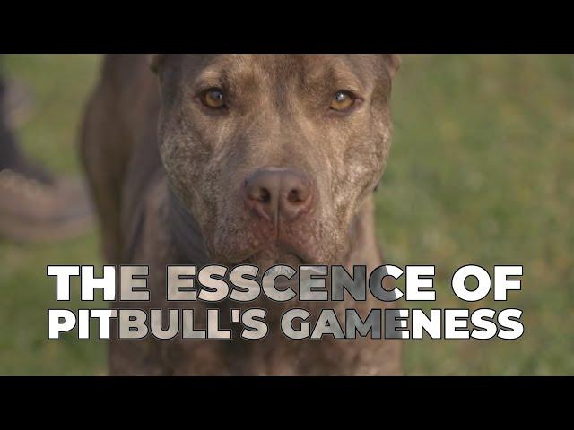 The Truth About American Pitbull Terriers