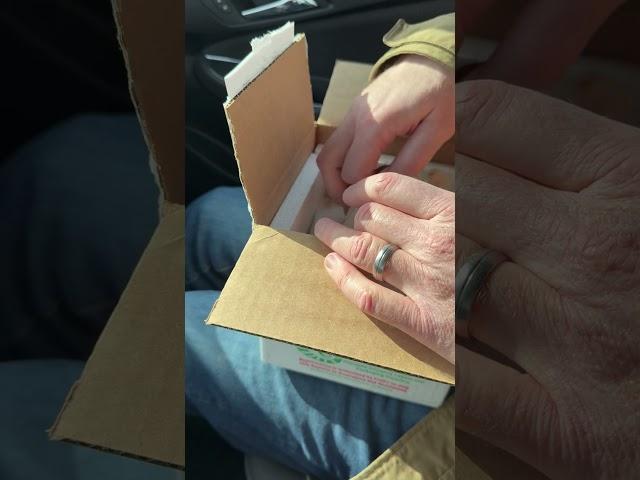 Unboxing a Pastel, Enchi, Desert Ghost Ball Python at FedEx. #morphmarket #ball-python #reptiles