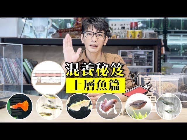 魚缸室友怎麼選? 新手養魚 混養必看秘笈【上層魚篇】