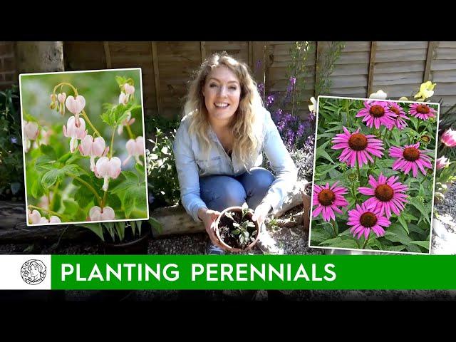 How to plant Perennials (bare roots) - FarmerGracy.co.uk