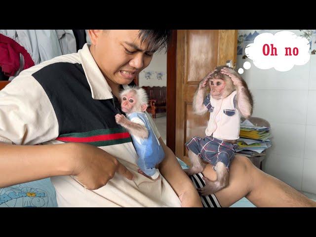 Monkey SinSin was frightened when baby monkey ZiZi peed on Dad