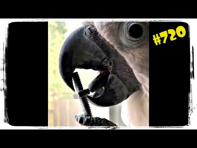 САМЫЕ СМЕШНЫЕ ПОПУГАИ  ПРИКОЛЫ С ПОПУГАЯМИ  FUNNY PARROTS #720