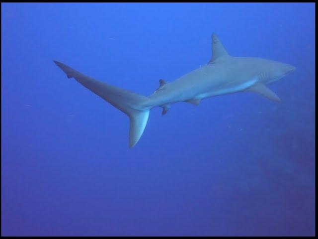 Belize day 2 | Relaxing Video diving in 4K