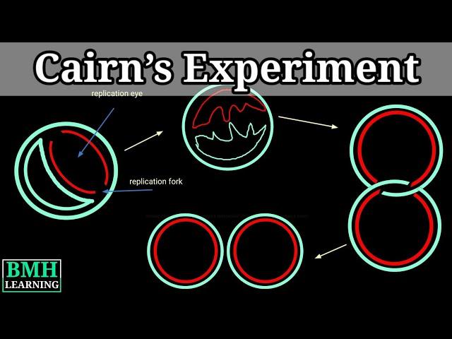 Cairns Experiment | Cairns Technique & Autoradiography |