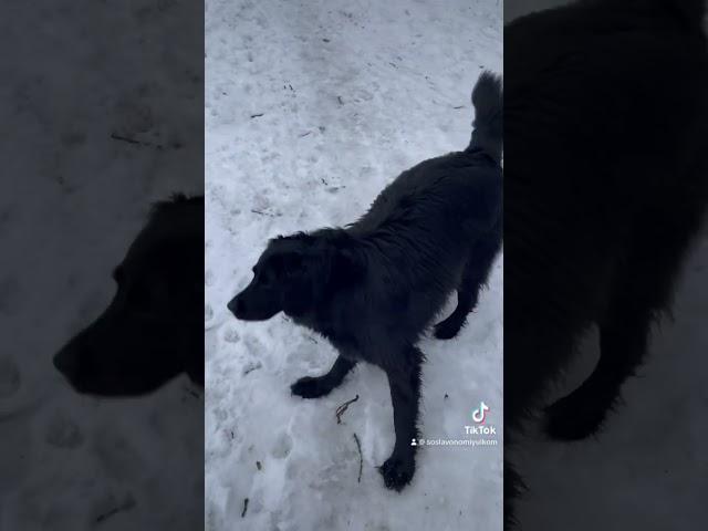 Восхищаетесь ими? #собаки #милота #добро #сославономиюльком #пес #врек