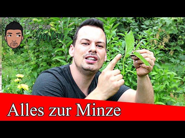 Alles über Minze- Standort, Pflege, Ernte