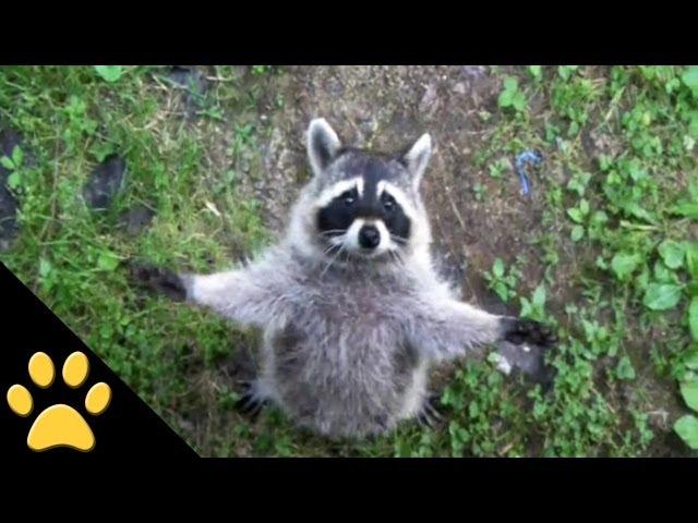 Raccoons Are Awesome: Compilation