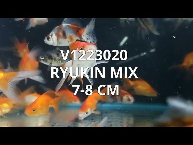 V1223020 | Ryukin Mix 7-8 cm