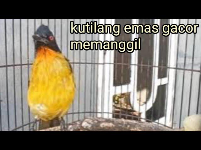 kutilang emas gacor memanggil