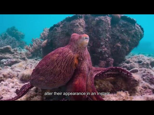 Master of Disguise: The Incredible Octopus