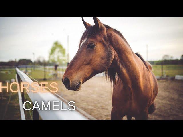 Hooves and Humps: Exploring the World of Horses and Camels