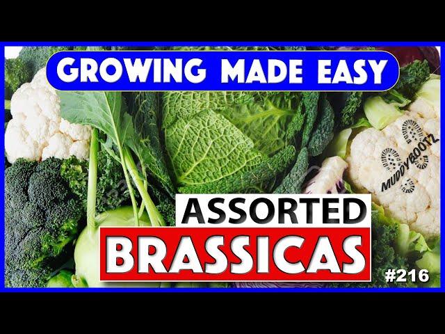 216  Brassicas from Seed  Growing Made Easy  A Step by Step Guide