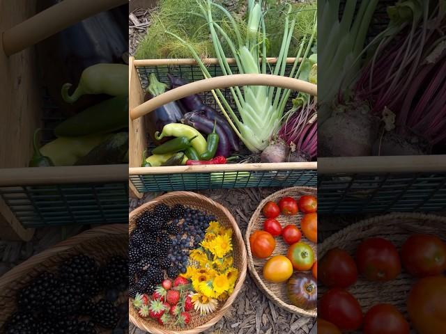 June garden harvest  #gardening #gardenharvest #growyourownfood #growfood