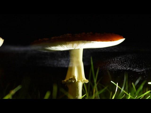 Spore release from an Amanita muscaria mushroom