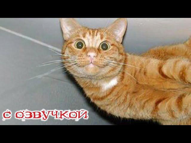 Приколы с котами! СМЕШНЫЕ КОТЫ! - С ОЗВУЧКОЙ! Самые Смешные животные! Я РЖАЛ ЦЕЛЫЙ ЧАС!