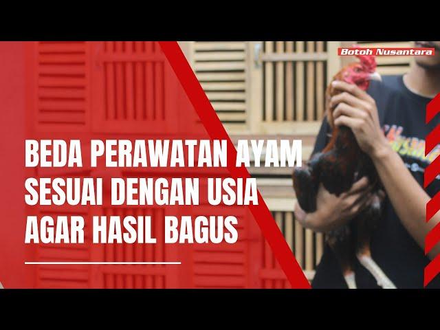 perbedaan perawatan ayam di masa pertumbuhan dan ayam dalam masa rawatan