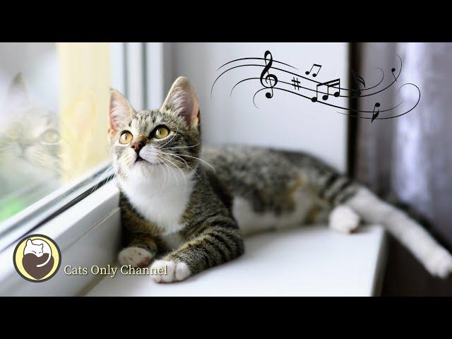 Peaceful Harp Music to Calm Cats - Soothing Music to Relieve Stress and Anxiety