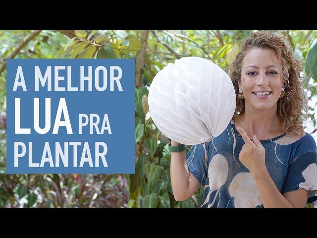 A influência da LUA nas PLANTAS: quando PLANTAR e COLHER