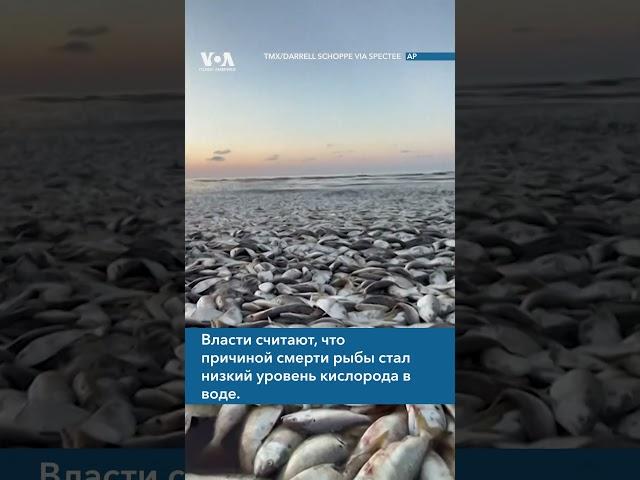 Гибель рыбы в Техасе